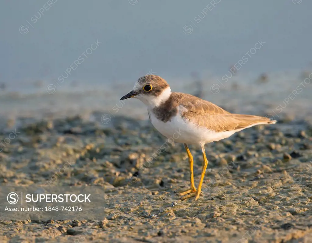 Little Ringed Plover (Charadrius dubius), Lesbos, Greece, Europe