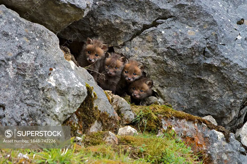 Red foxes (Vulpes vulpes), cubs, Schopfloch, Swabian Jura, Baden-Wuerttemberg, Germany, Europe