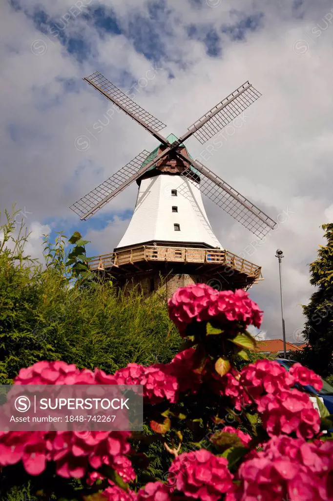 Dutch windmill called Amanda and flowering hydrangeas, Kappeln, Schleswig-Holstein, Germany, Europe