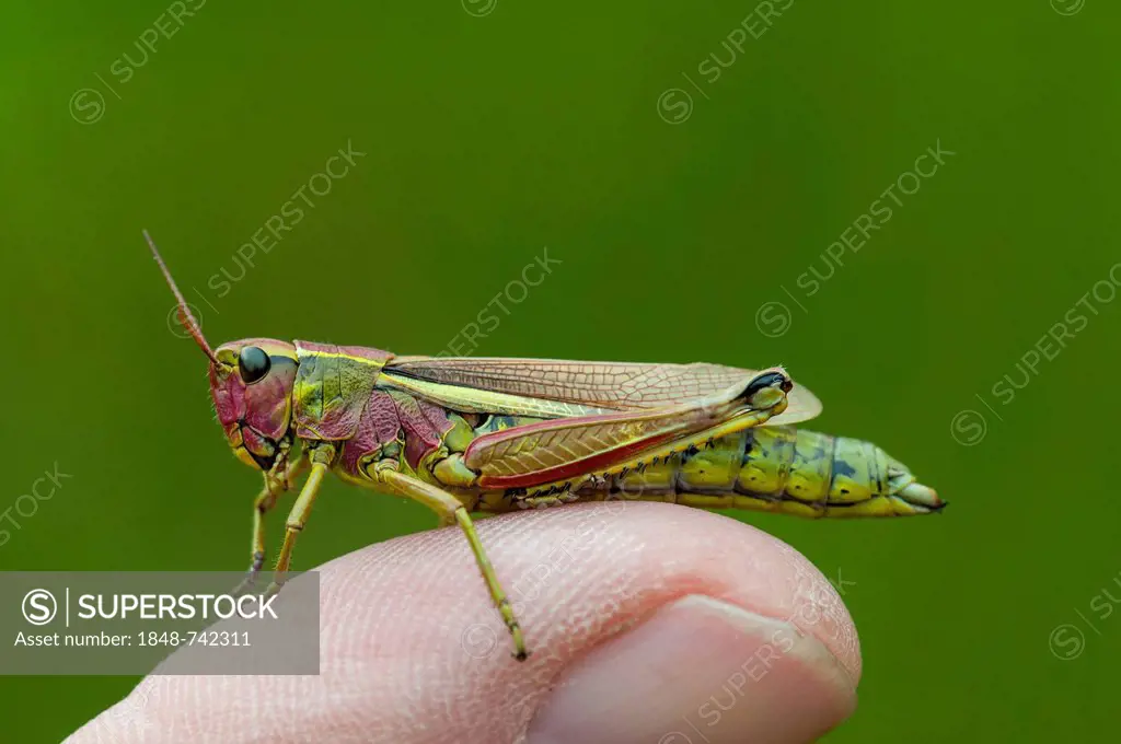 Marsh grasshopper (Mecostethus grossus), female, Moenchbruch nature reserve, Hesse, Germany, Europe