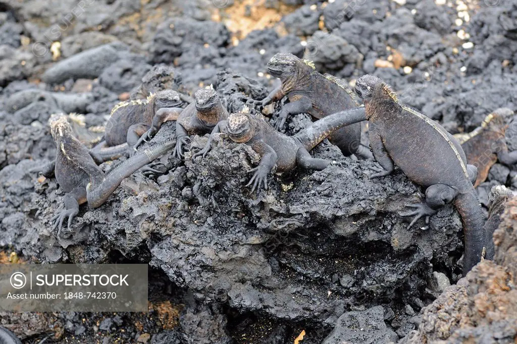 Marine Iguana (Amblyrhynchus cristatus), subspecies of Isabela Island, Puerto Villamil, Galapagos Islands, UNESCO World Heritage Site, Ecuador, South ...