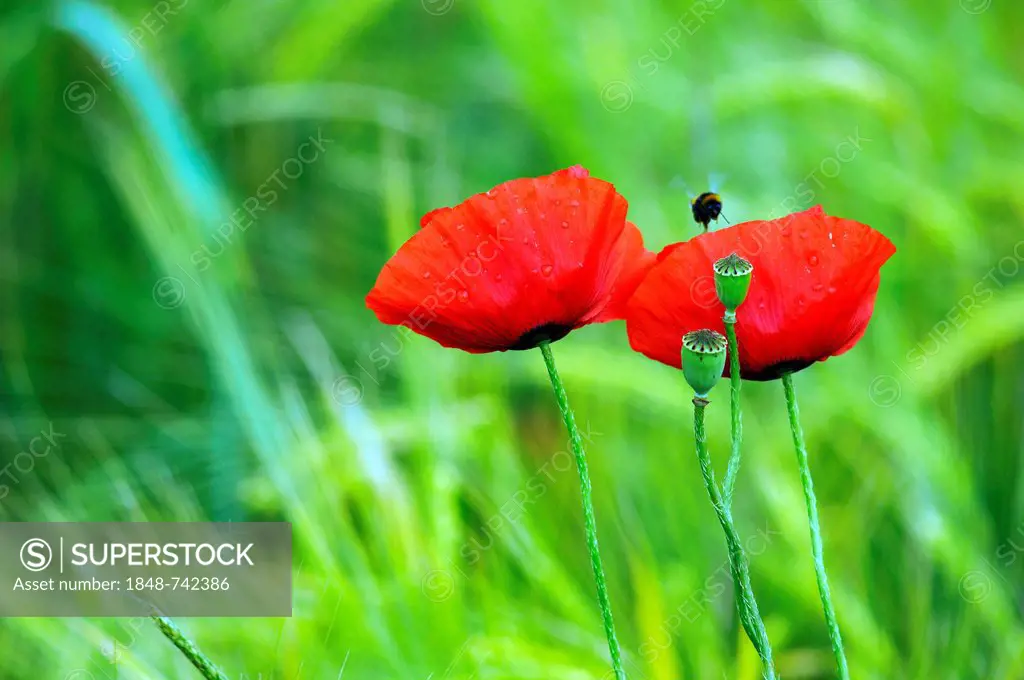 Blooming Corn poppies (Papaver rhoeas) and seed vessels with raindrops, Kleingeschaidt, Middle Franconia, Bavaria, Germany, Europe