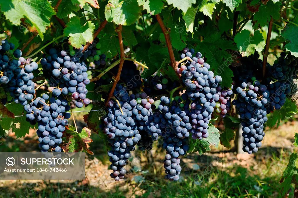 Grapevine, AOC Montagne Saint Emilion, Bordeaux vineyard, Aquitaine, France, Europe