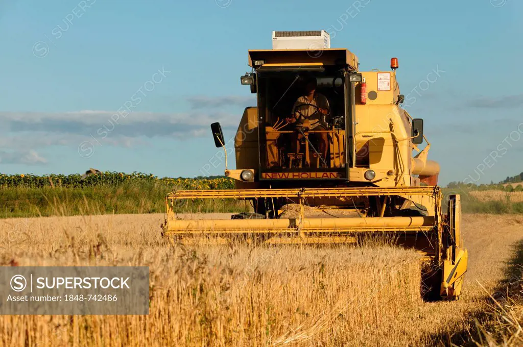Combine harvester in wheat field, Moissat, Limagne plain, Puy de Dome, Auvergne, France, Europe