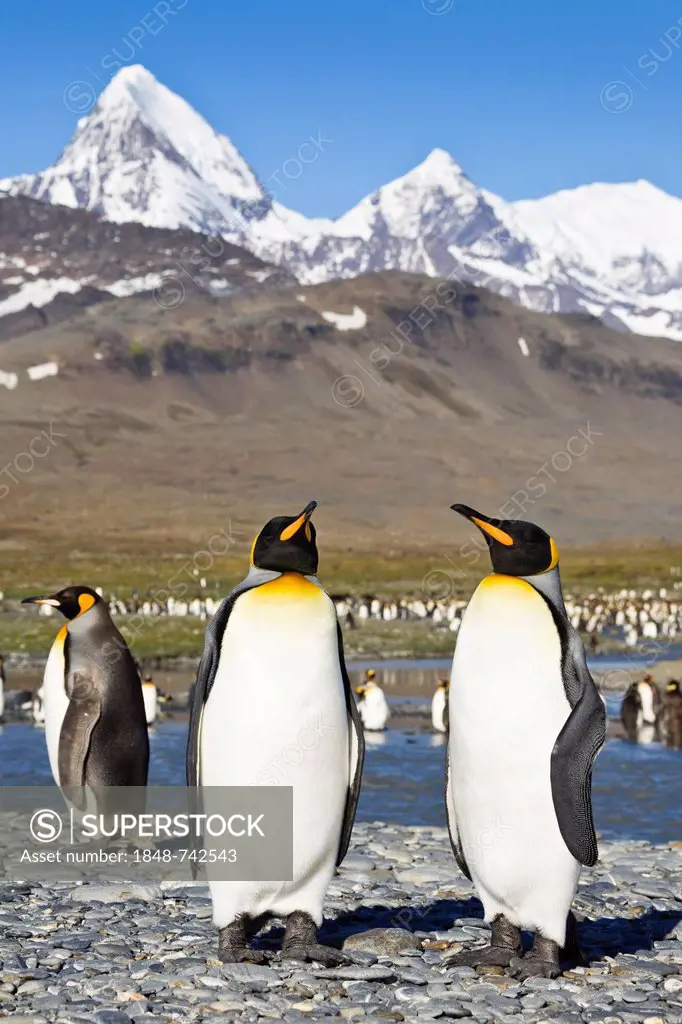 King penguins (Aptenodytes patagonicus), St. Andrews Bay, South Georgia, sub-Antarctic and Antarctic