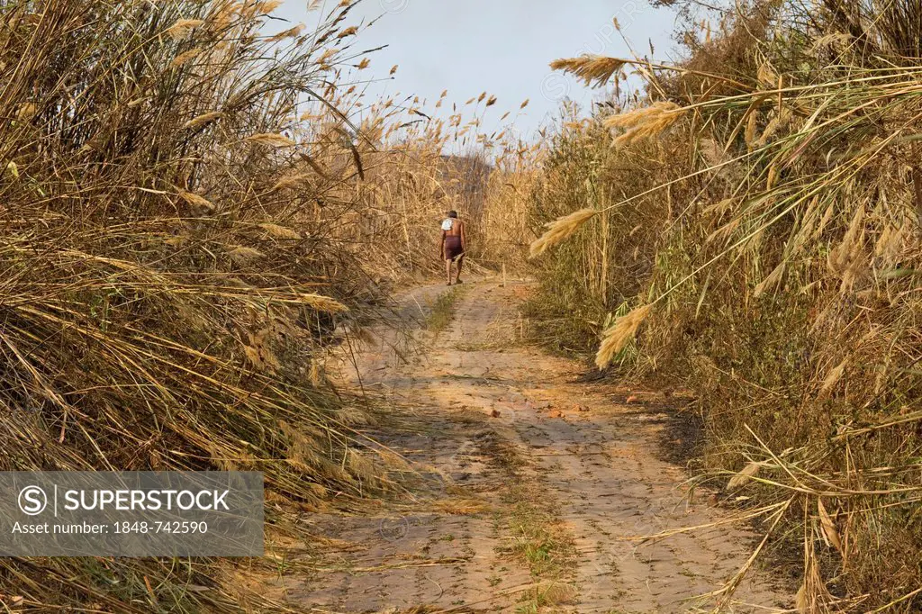 Man walking on a stone path up a hill, reeds overgrowing the path, Boga Lake, Chittagong Hill Tracts, Ruma Bazar, Bangladesh, South Asia