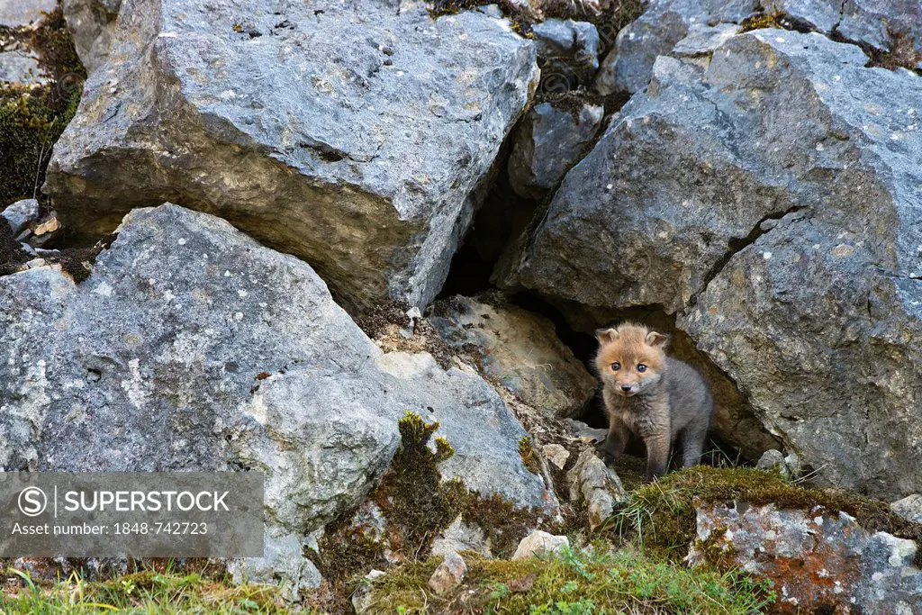 Red fox (Vulpes vulpes), cub, Schopfloch, Swabian Jura, Baden-Wuerttemberg, Germany, Europe