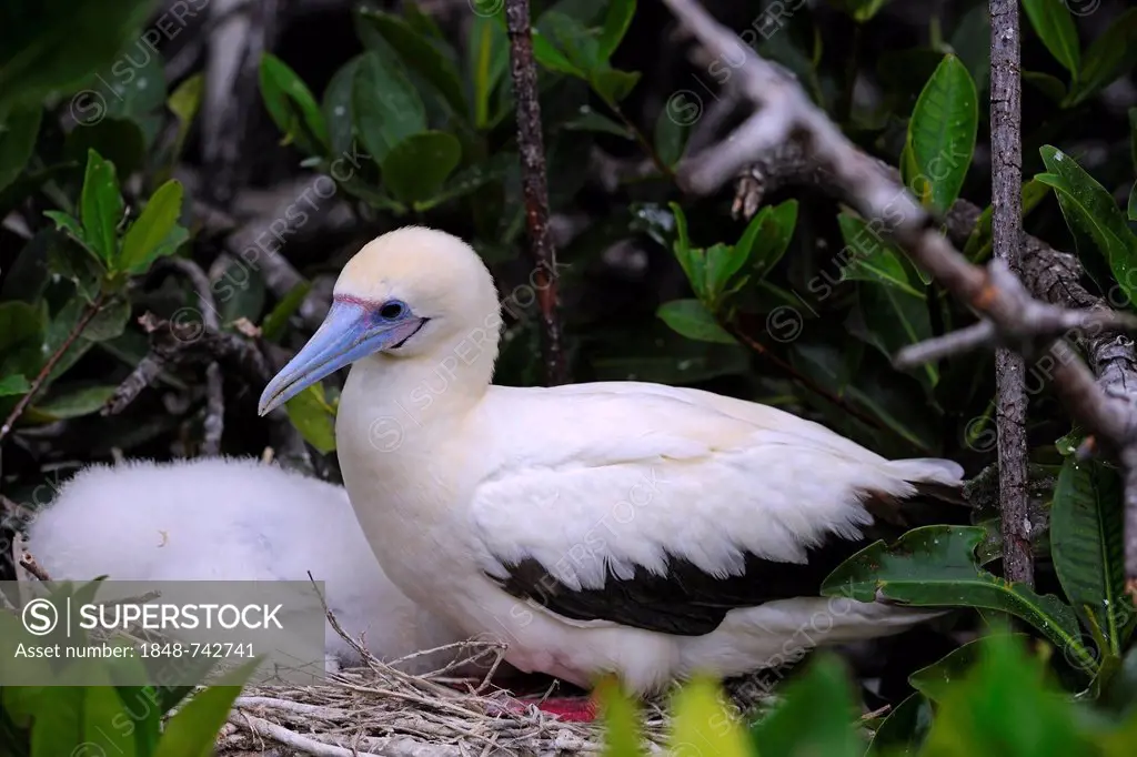 Red-footed Booby (Sula sula), with rare white plumage, with a chick in a nest, Genovesa Island, Galapagos Islands, UNESCO World Natural Heritage Site,...