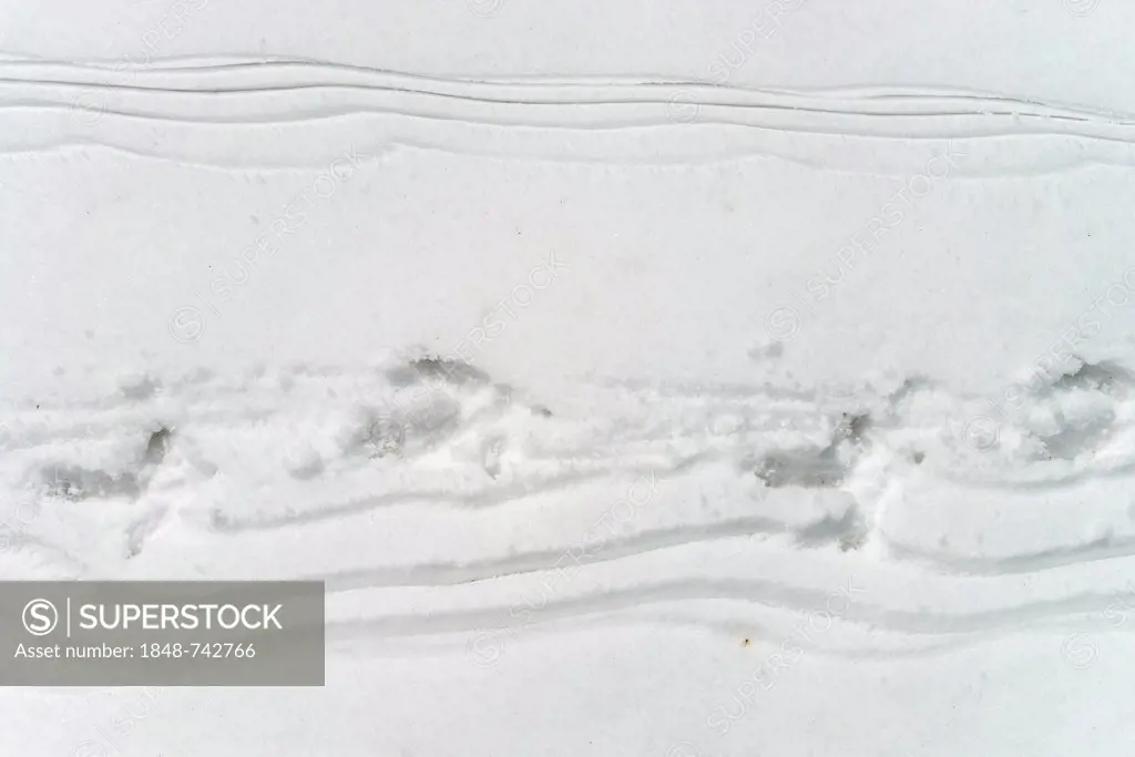 Footprints of a Capercaillie (Tetrao urogallus) in the snow, Kirchberg, Tyrol, Austria, Europe