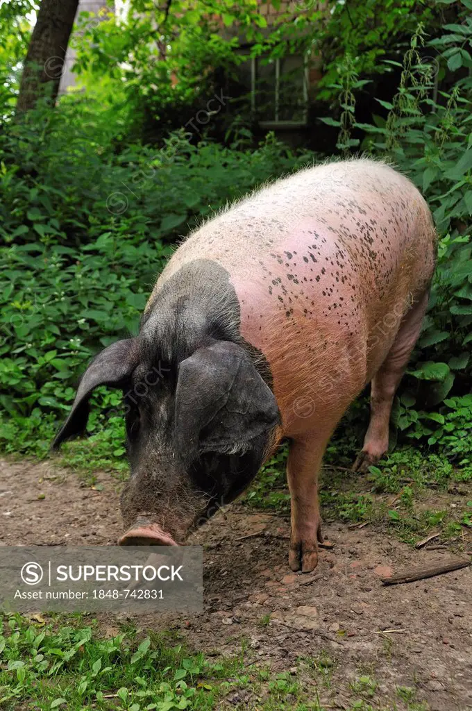 Domestic pig (Sus scrofa domestica), free-range Swabian-Hall Swine, on a farm, Tauchersreuth, Middle Franconia, Bavaria, Germany, Europe