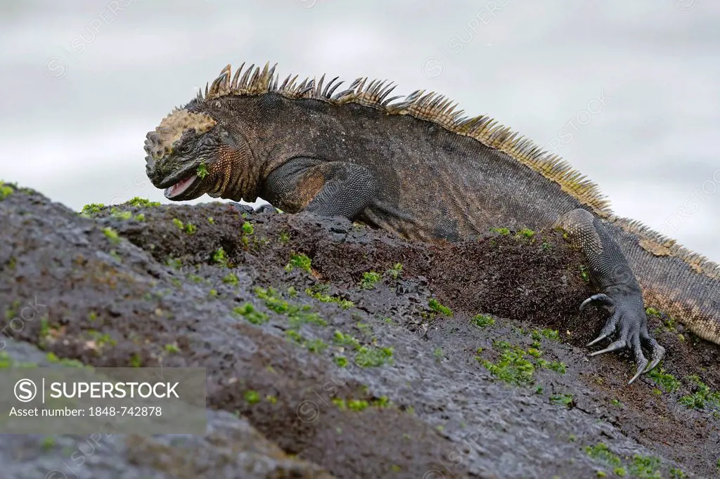 Marine Iguana (Amblyrhynchus cristatus), subspecies of Isabela Island, feeding on seaweed on lava rocks, Puerto Villamil, Galapagos, UNESCO World Heri...
