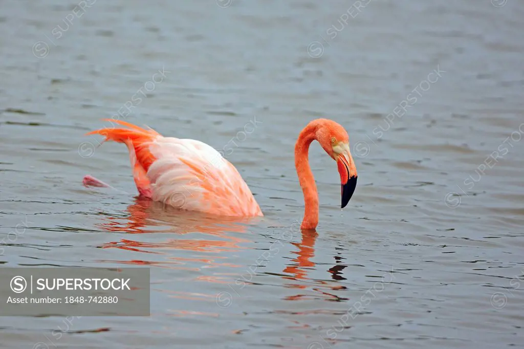American Flamingo (Phoenicopterus ruber) in the water, Isabela Island, Galapagos Islands, UNESCO World Heritage Site, Ecuador, South America