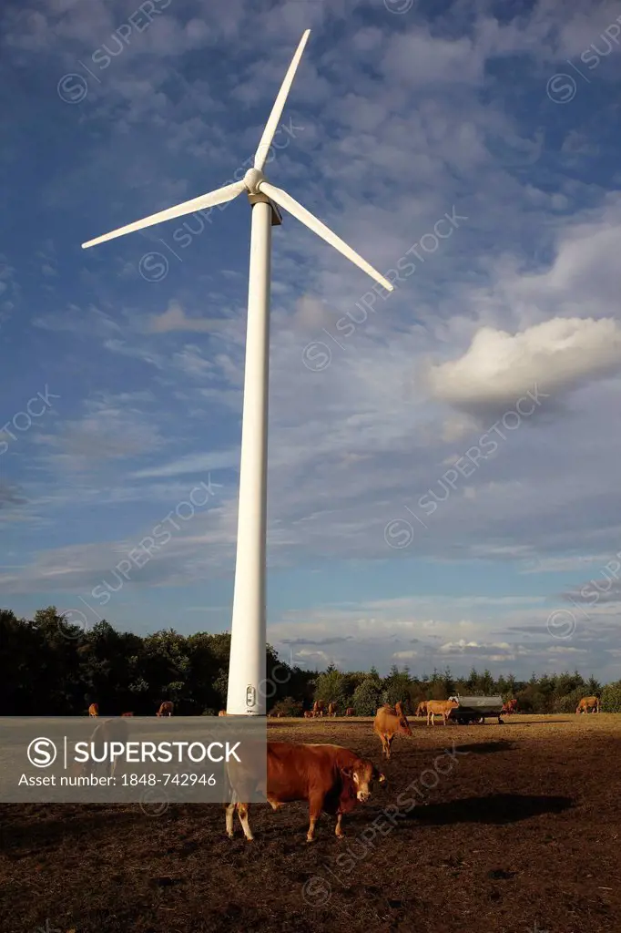 Cattle grazing in front of a wind turbine, wind farm in the Hunsrueck range near Trier, Rhineland-Palatinate, Germany, Europe