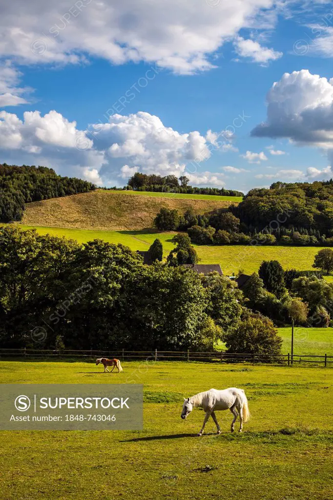 Elfringhauser Schweiz landscape, landscape of hills between the Ruhr region and Bergisches Land region, a horse grazing on a pasture south of Hattinge...