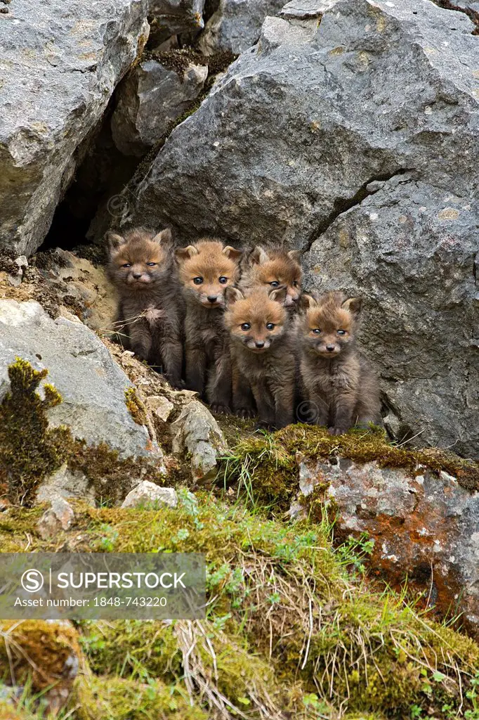 Red foxes (Vulpes vulpes), cubs, Schopfloch, Swabian Jura, Baden-Wuerttemberg, Germany, Europe