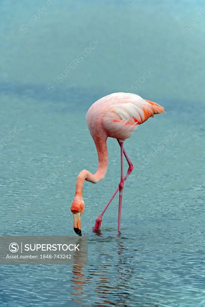American Flamingo (Phoenicopterus ruber), Santa Cruz Island, Galapagos Islands, UNESCO World Natural Heritage Site, Ecuador, South America