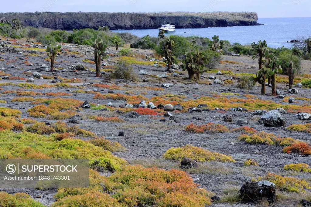 Galápagos prickly pear (Opuntia echios), on a carpet of Shoreline purslane (Sesuvium portulacastrum), South Plaza Island, Isla Plaza Sur, Galapagos, U...