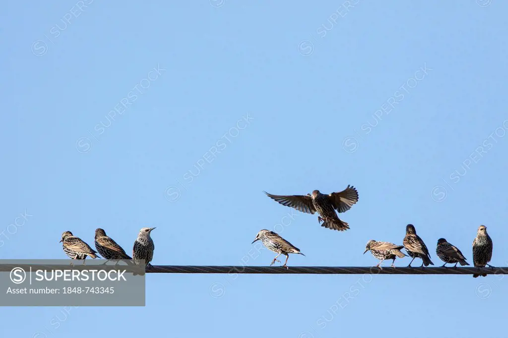 Starlings (Sturnus vulgaris) perched on a high voltage cable, Fuldabrueck, Hesse, Germany, Europe