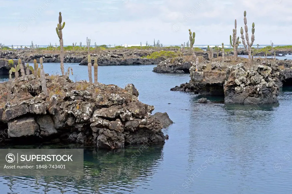 Area of Los Tuneles with lava formations and bridges, southwestern tip of Isabela Island, Galapagos Islands, UNESCO World Heritage Site, Ecuador, Sout...