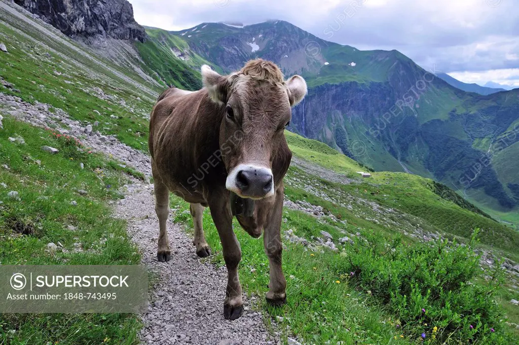 Young Cow (Bos primigenius taurus), Oytal valley in Oberstdorf, Allgaeu Alps, Allgaeu, Bavaria, Germany, Europe, PublicGround