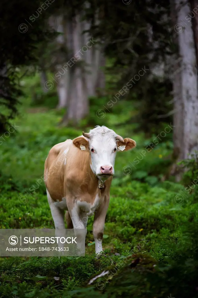 Cow in a forest, Ehrwald, Austria, Europe