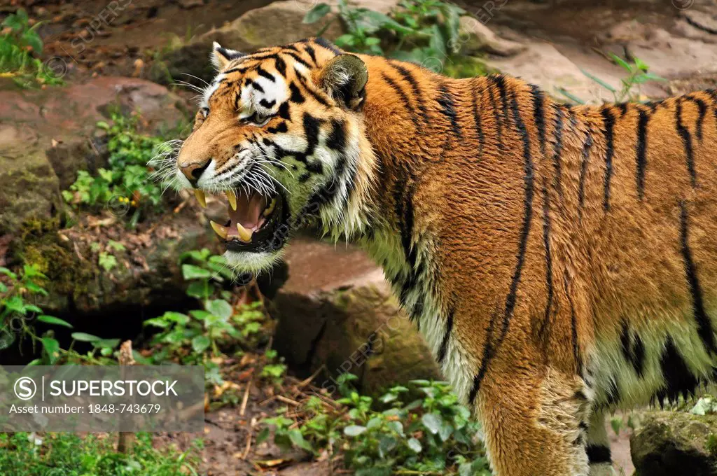 Siberian Tiger (Panthera tigris altaica), baring its teeth, Nuremberg Zoo, Am Tiergarten 30, Nuremberg, Middle Franconia, Bavaria, Germany, Europe