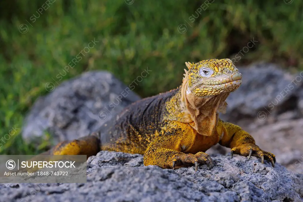 Galapagos Land Iguana (Conolophus subcristatus), subspecies of South Plaza Island, Isla Plaza Sur, Galapagos, UNESCO World Heritage Site, Ecuador, Sou...
