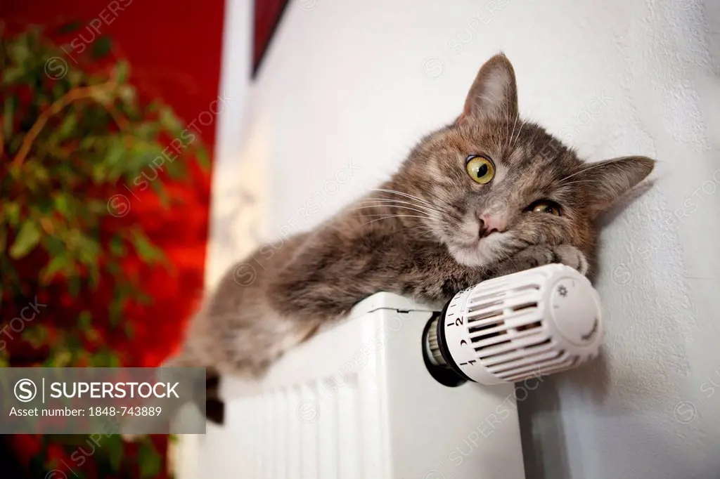 Lazy cat lying on a heater