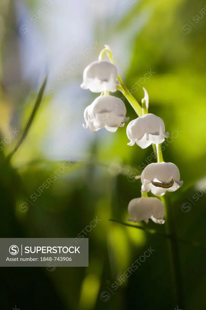 Lily of the Valley (Convallaria majalis) with a caterpillar, Brandenburg, Germany, Europe