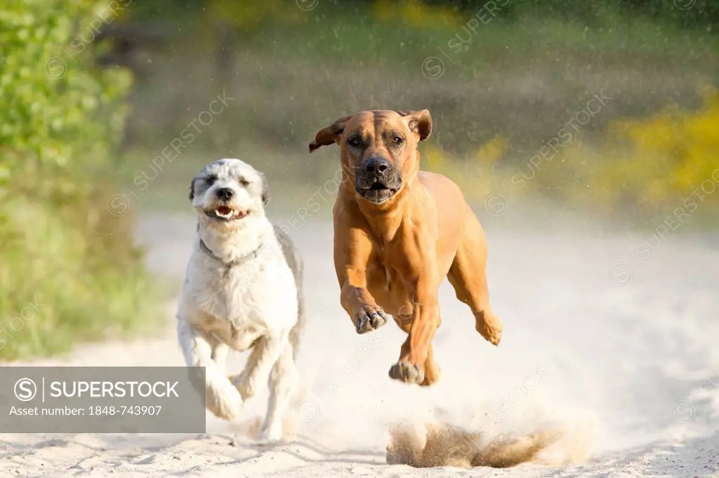 Running dogs, Rhodesian Ridgeback and a Briard mongrel, in the Doeberitz Heath, Havelland, Brandenburg, Brandenburg, Germany, Europe