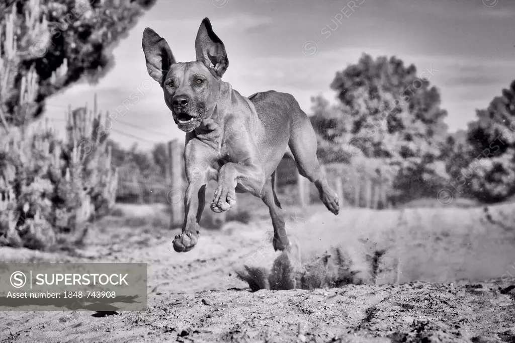 Running dog, Rhodesian Ridgeback, in the Doeberitz Heath, Havelland, Brandenburg, Brandenburg, Germany, Europe