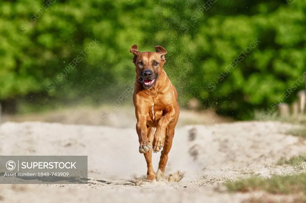 Rennender dog, Rhodesian Ridgeback, in the Doeberitz Heath, Havelland, Brandenburg, Brandenburg, Germany, Europe