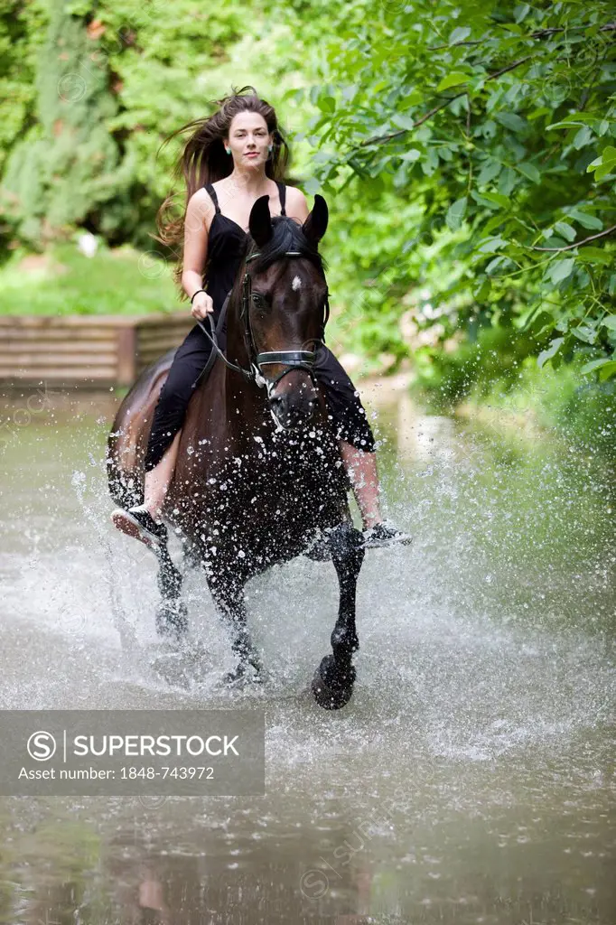 Young woman wearing a dress sitting bareback on a horse and riding through water at a trot, Hanoverian horse, bay, North Tyrol, Austria, Europe