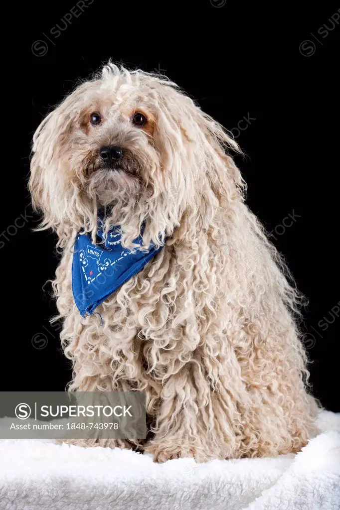 Puli dog wearing a blue scarf