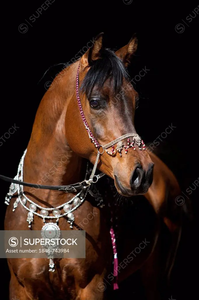 Arabian stallion, brown, portrait, wearing a show halter, North Tyrol, Austria, Europe