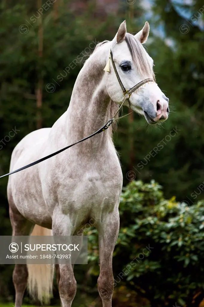 Stallion posturing, Arabian stallion, gray, portrait, wearing a show halter, North Tyrol, Austria, Europe