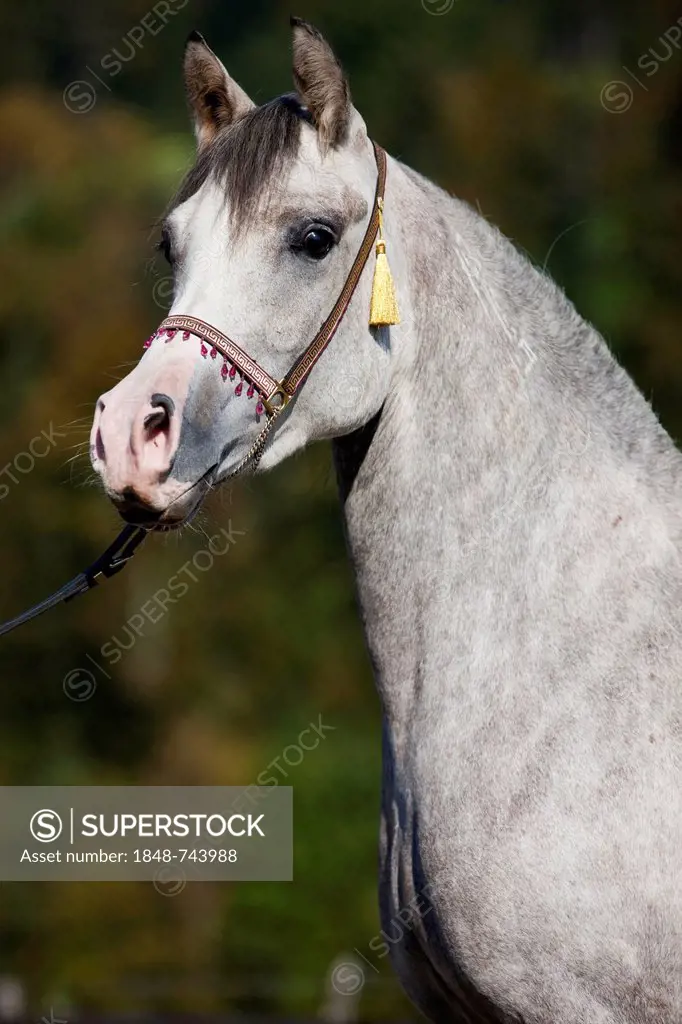 Arabian horse, gray, portrait, wearing a show halter, North Tyrol, Austria, Europe