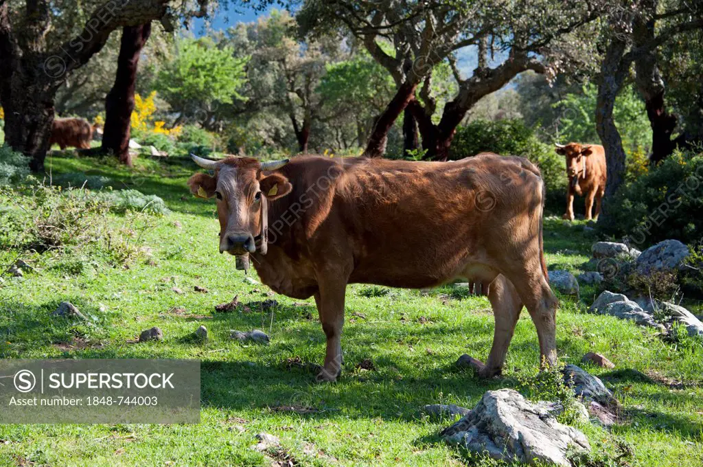 Cows in a cork oak forest, Madonie mountains, Geraci Siculo, Sicily region, Italy, Europe