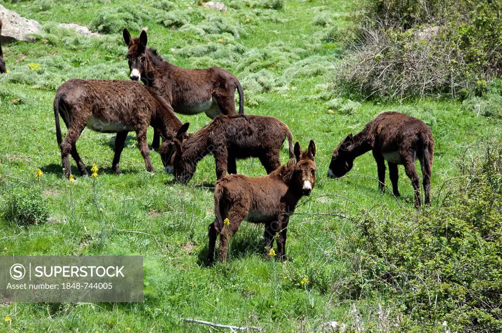 Donkey, Sicily, Italy, Europe