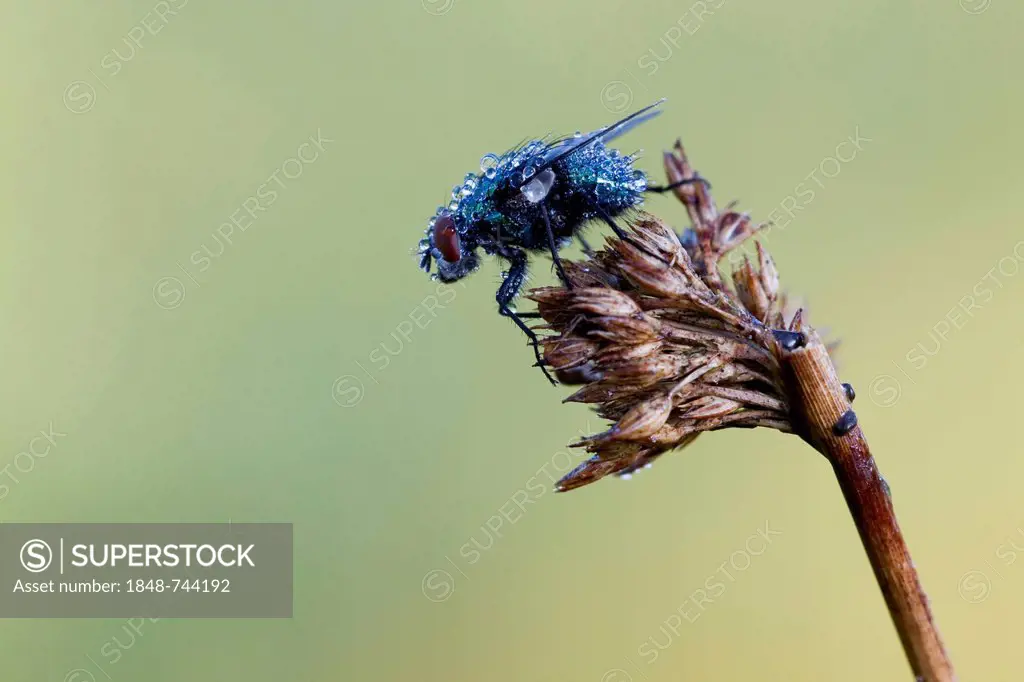 Fly (Brachycera), with water drops, Vulkaneifel district, Rhineland-Palatinate, Germany, Europe