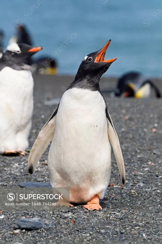 Gentoo Penguin (Pygoscelis papua), calling, Gold Harbour, South Georgia, sub-Antarctic and Antarctic