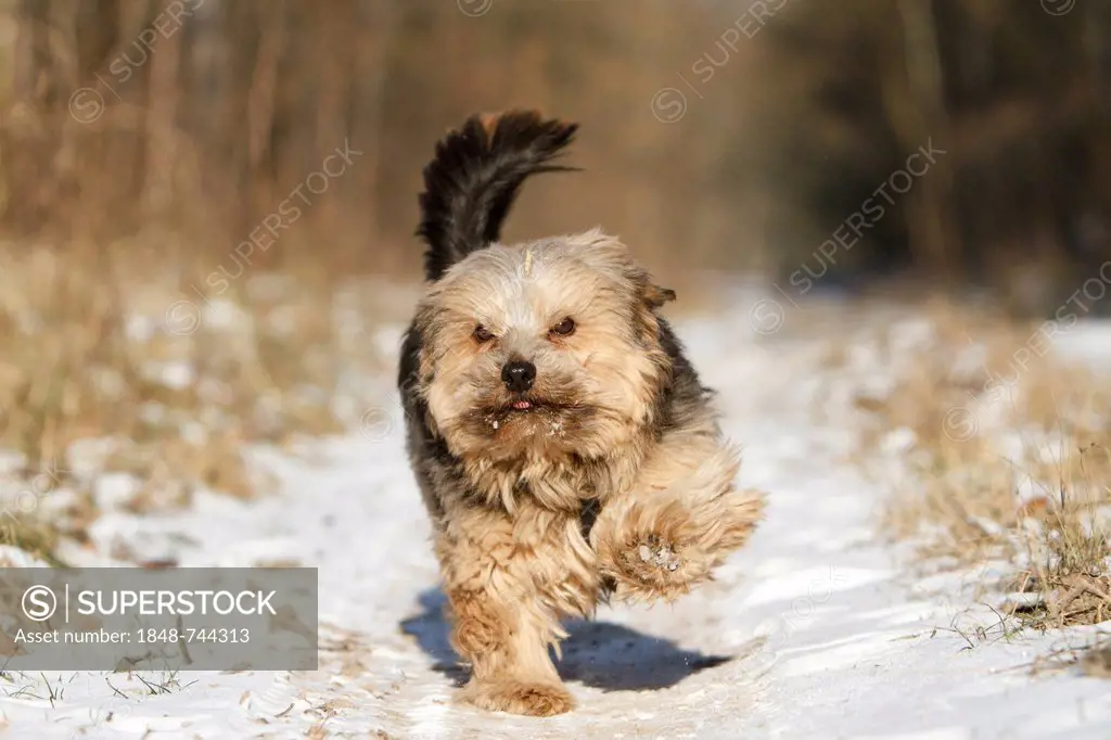 Norfolk Terrier running in the snow