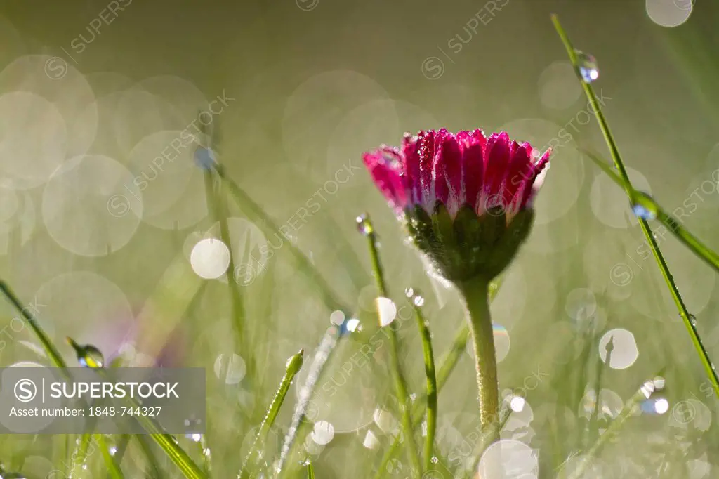 Red blossom, Common daisy, Lawn daisy (Bellis perennis) with sparkling dew drops in the morning light