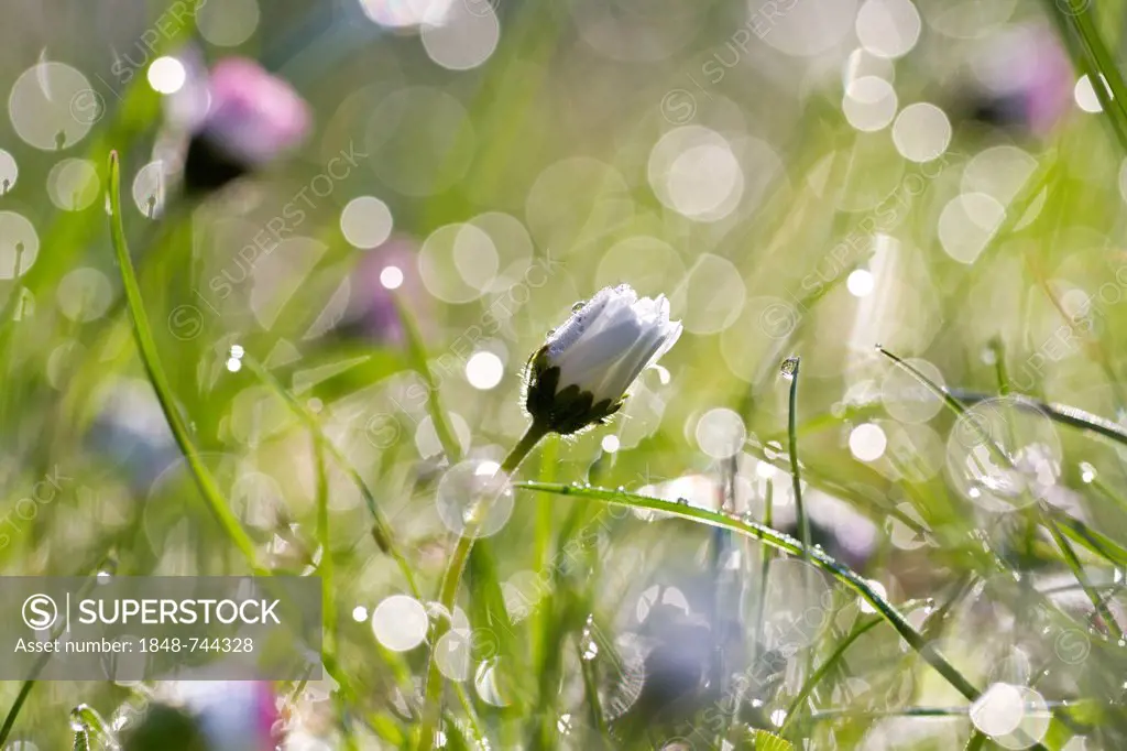 Common daisy, Lawn daisy (Bellis perennis) with sparkling dew drops in the morning light