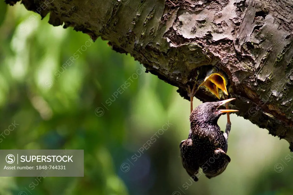 Starling (Sturnus vulgaris) feeding chicks in the nesting hole in an old cherry tree in a garden in Priort, Havelland, Brandenburg, Germany, Europe
