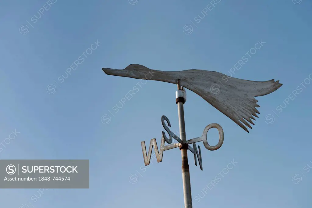 Migratory bird as a weather vane, small island of Langeness, North Frisia, Schleswig-Holstein, northern Germany, Germany, Europe