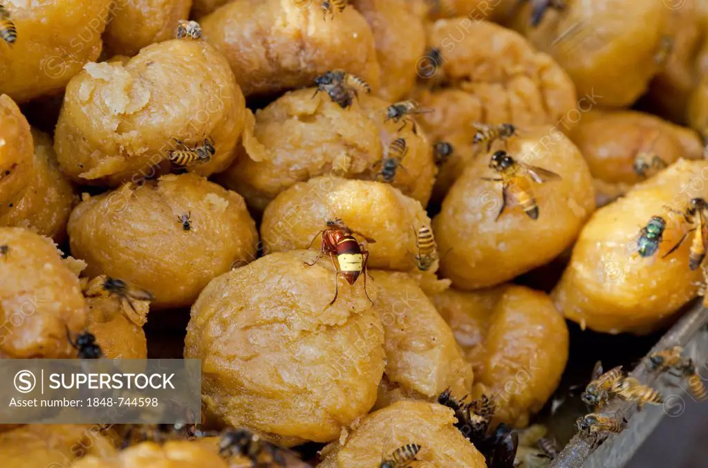 Sweets, with flies and wasps, for sale at the market of Allahabad, India, Asia