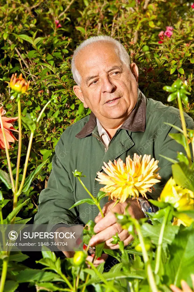 Elderly man with dahlias in a garden