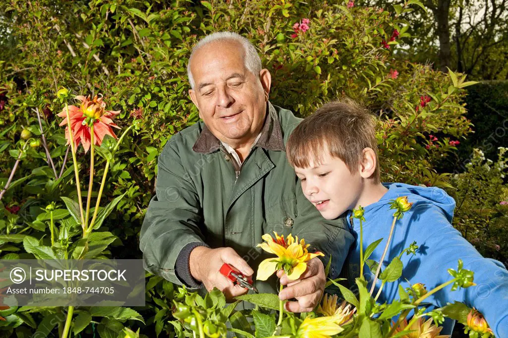 Elderly man and a boy working in the garden