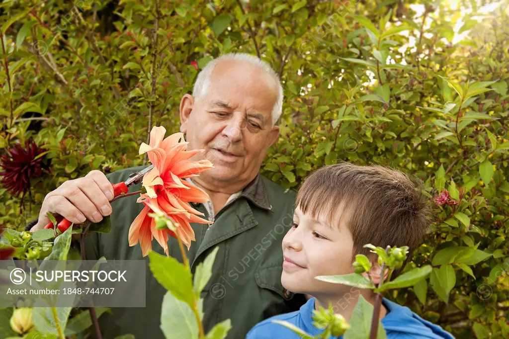 Elderly man and a boy working in the garden, cutting a dahlia flower